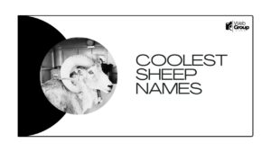 Coolest Sheep Names